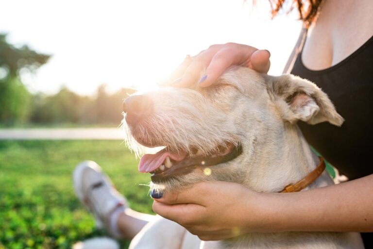 pet-care-pet-adoption-young-woman-hugging-her-mixed-breed-dog.jpg